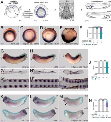 FGF-mediated establishment of left-right asymmetry requires Rab7 function in the dorsal mesoderm in Xenopus